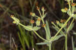 Florida pineland spurge